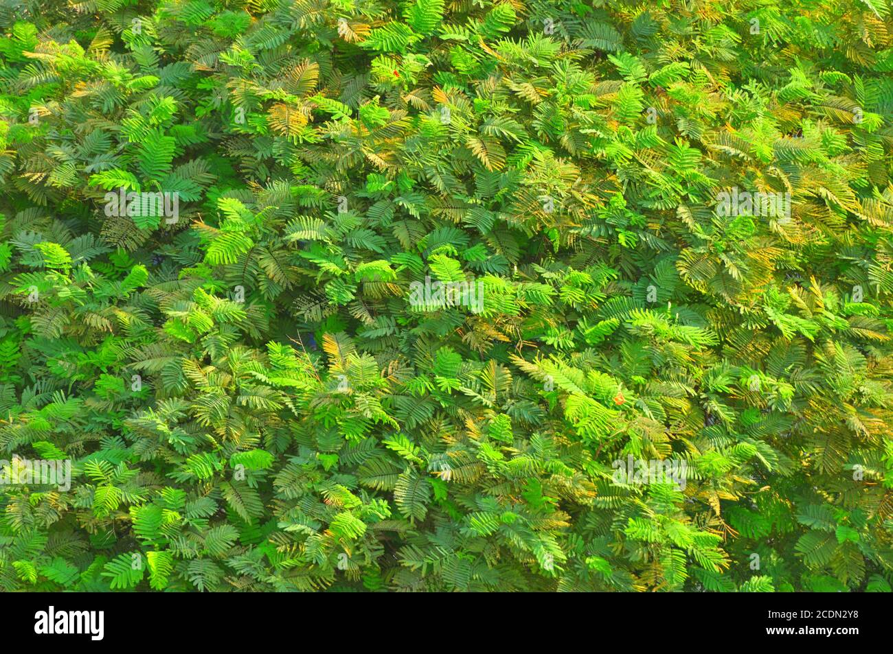 Nahaufnahme eines Baumes mit Blättern, Sonnenlicht und Laub. Vollformat grün Baum Tapete. Stockfoto