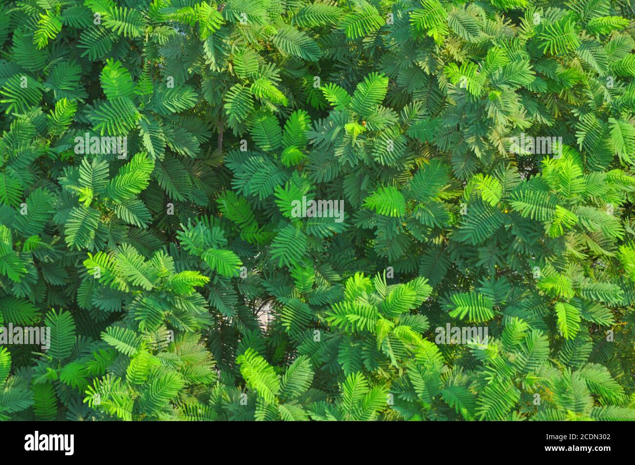 Nahaufnahme eines Baumes mit Blättern, Sonnenlicht und Laub. Vollformat grün Baum Tapete. Stockfoto