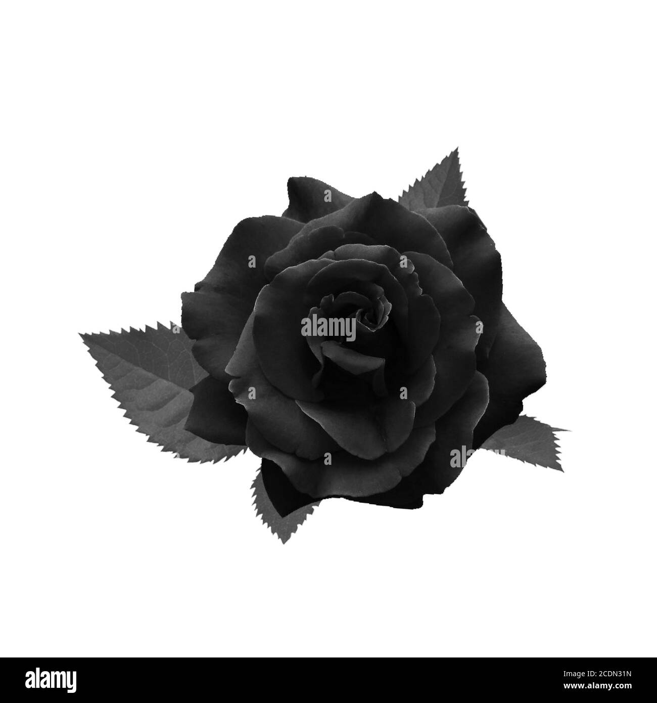 Schwarze Rose isoliert auf weißem Hintergrund mit Beschneidungspfad Stockfoto