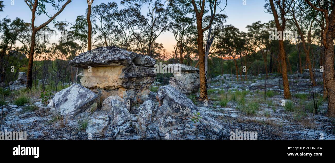 Sandsteinfelsen im offenen Wald Salvator Rosa Section Carnarvon National Park, Queensland, Australien, Stockfoto