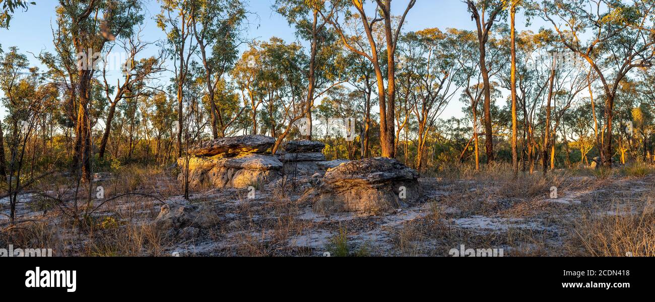 Sandsteinfelsen im offenen Wald Salvator Rosa Section Carnarvon National Park, Queensland, Australien, Stockfoto