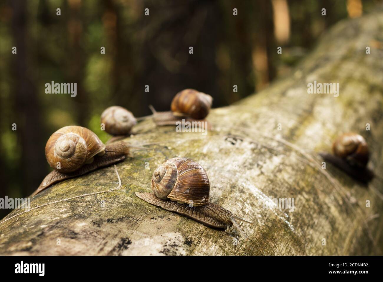 Schnecken auf Baumstamm im Wald Stockfoto