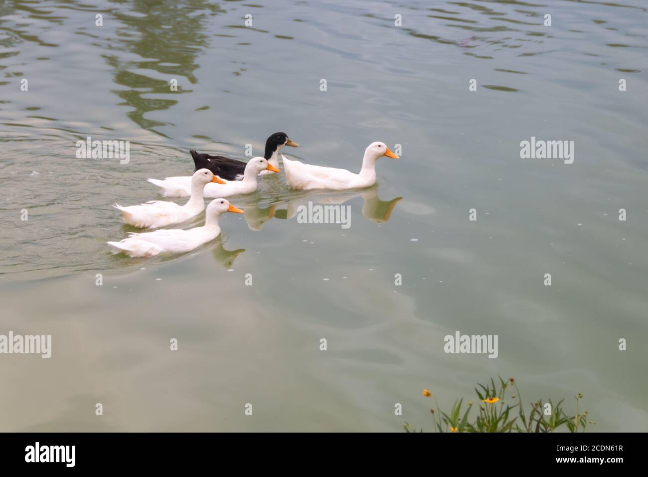 4 weiße Enten und eine schwarze Ente schwimmen in einem See. Hässliches Entlein Stockfoto