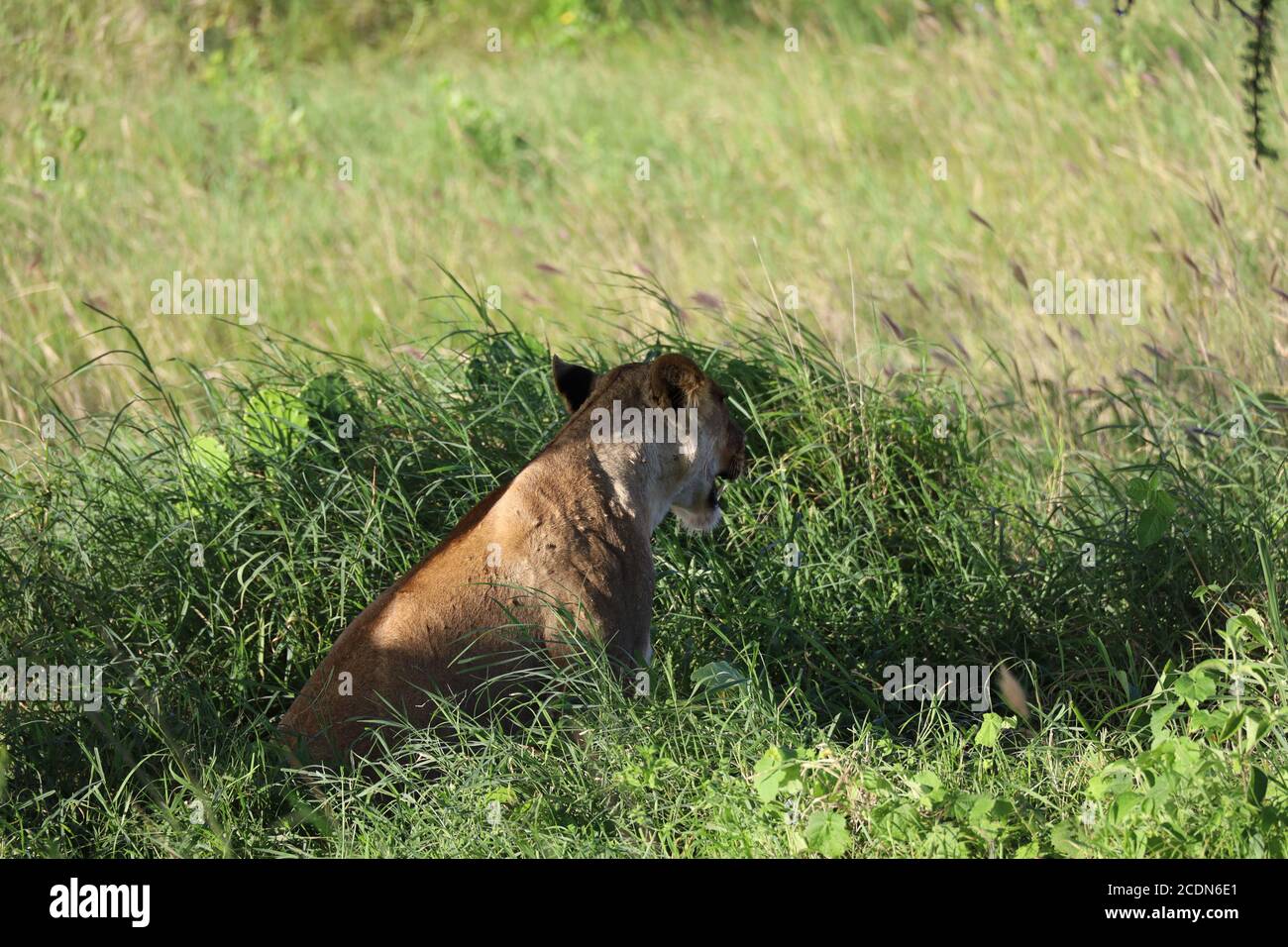 Löwin auf der Jagd, die Beute im Grasland während der Safari im Masai Mara National Reserve in Ostafrika stalkt Stockfoto