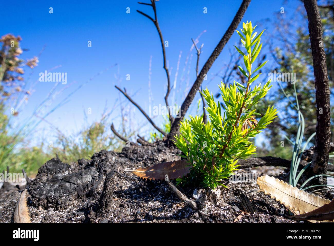 Neues Wachstum, das nach are erscheint, wurde von Buschfeuern, Burrum National Park, Queensland, Australien, verwüstet Stockfoto