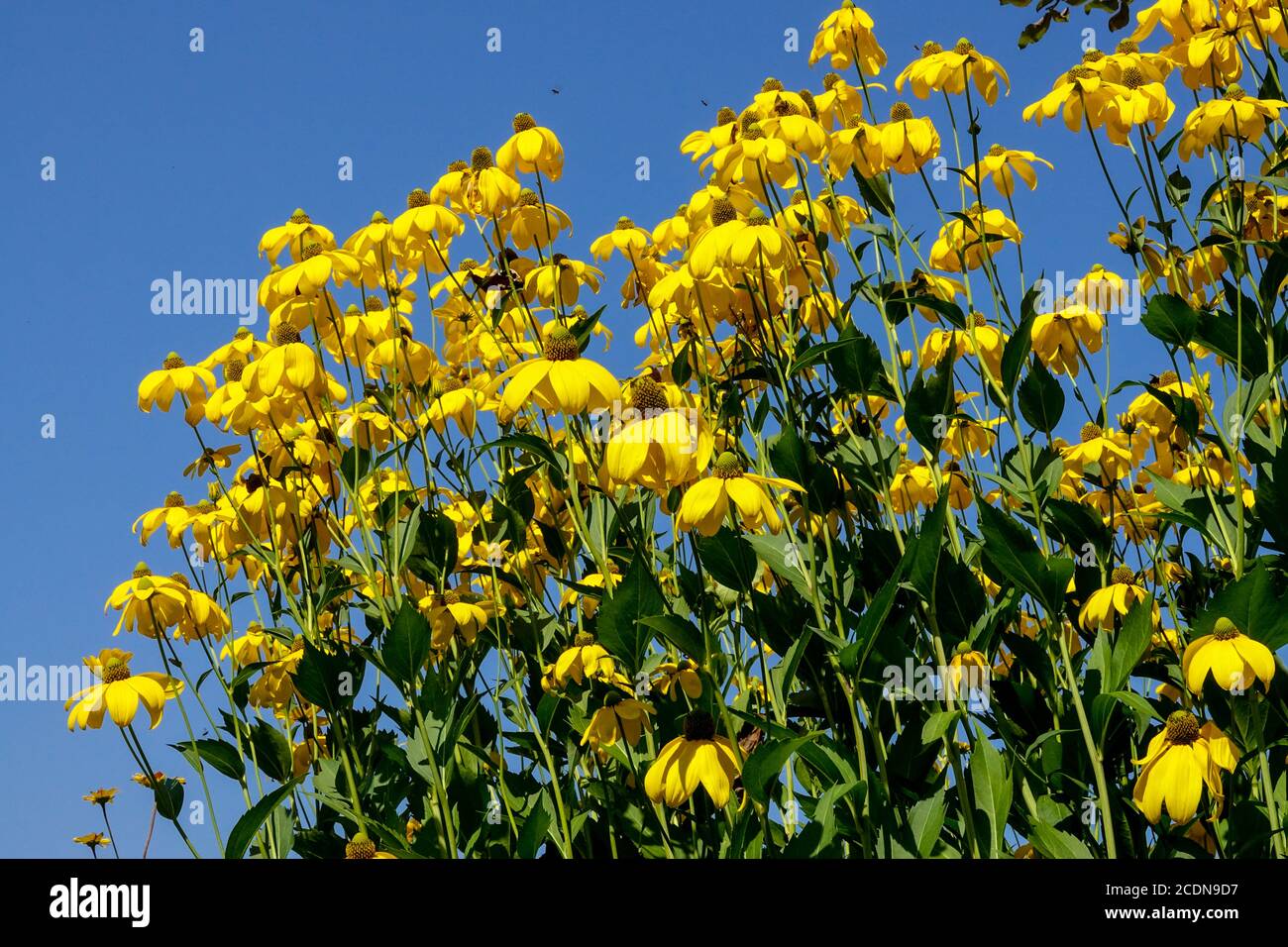 Sommerblumen Against Blue Sky Rudbeckia 'Herbstsonne' blüht Gelb Rudbeckias Blumen Cutleaf Coneflower Rudbeckia laciniata 'Herbstonne' blüht Stockfoto