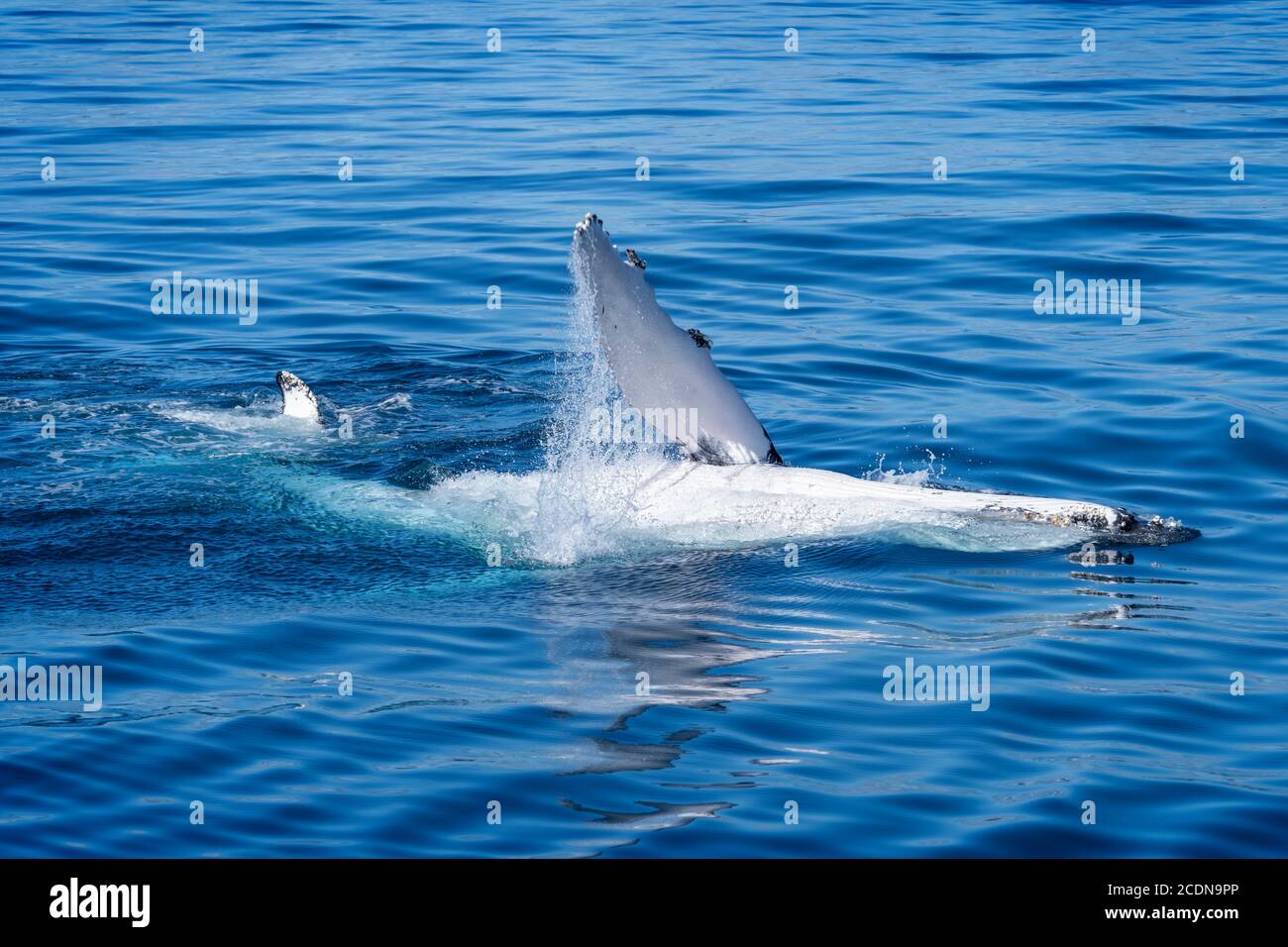 Buckelwale vor der Küste von Fraser Island, Hervey Bay, Queensland, Australien Stockfoto