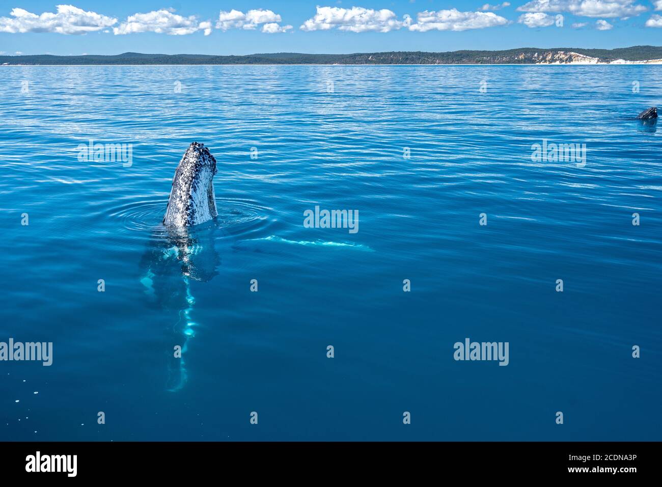 Buckelwal bei einem Ausfallschritt vor der Küste von Fraser Island, Hervey Bay, Queensland, Australien Stockfoto