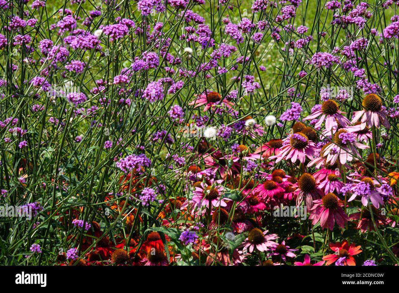 August Blumen Verbena bonariensis Purple Kegelblumen gemischte Grenze Stockfoto