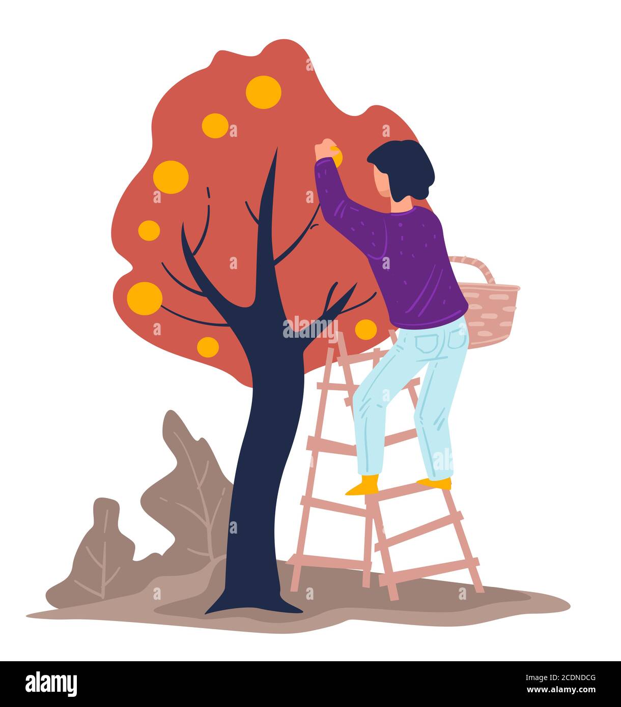 Erntezeit, Frau, die Äpfel vom Baum im Garten sammelt Stock Vektor