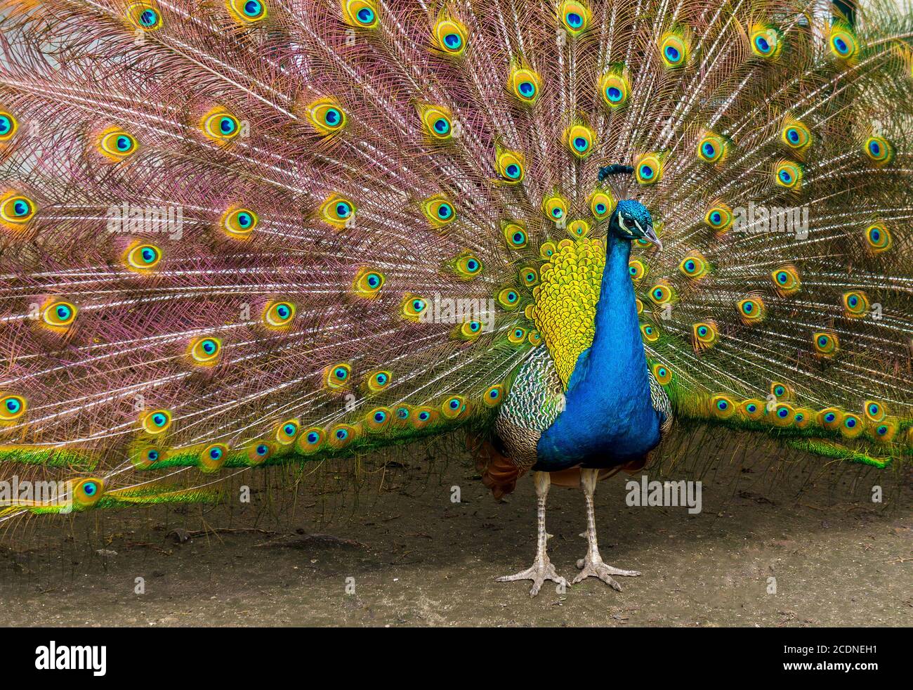 Porträt von Pfau mit Federn Stockfoto