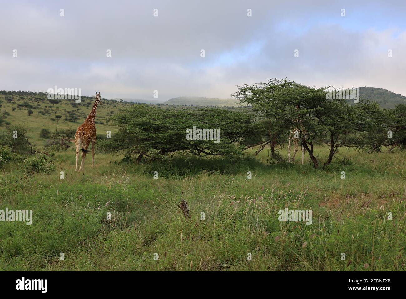 Eine anmutige Giraffe, die ihren Hals ausstreckt, um Akazienblätter zu durchstöbern. Stockfoto