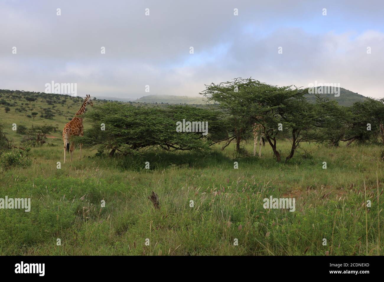 Eine anmutige Giraffe, die ihren Hals ausstreckt, um Akazienblätter zu durchstöbern. Stockfoto