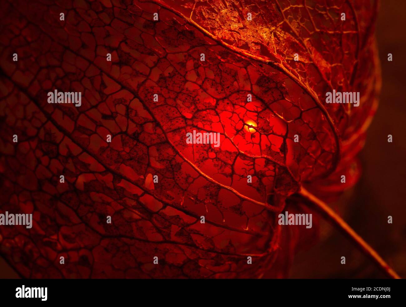 Physalis Stockfoto