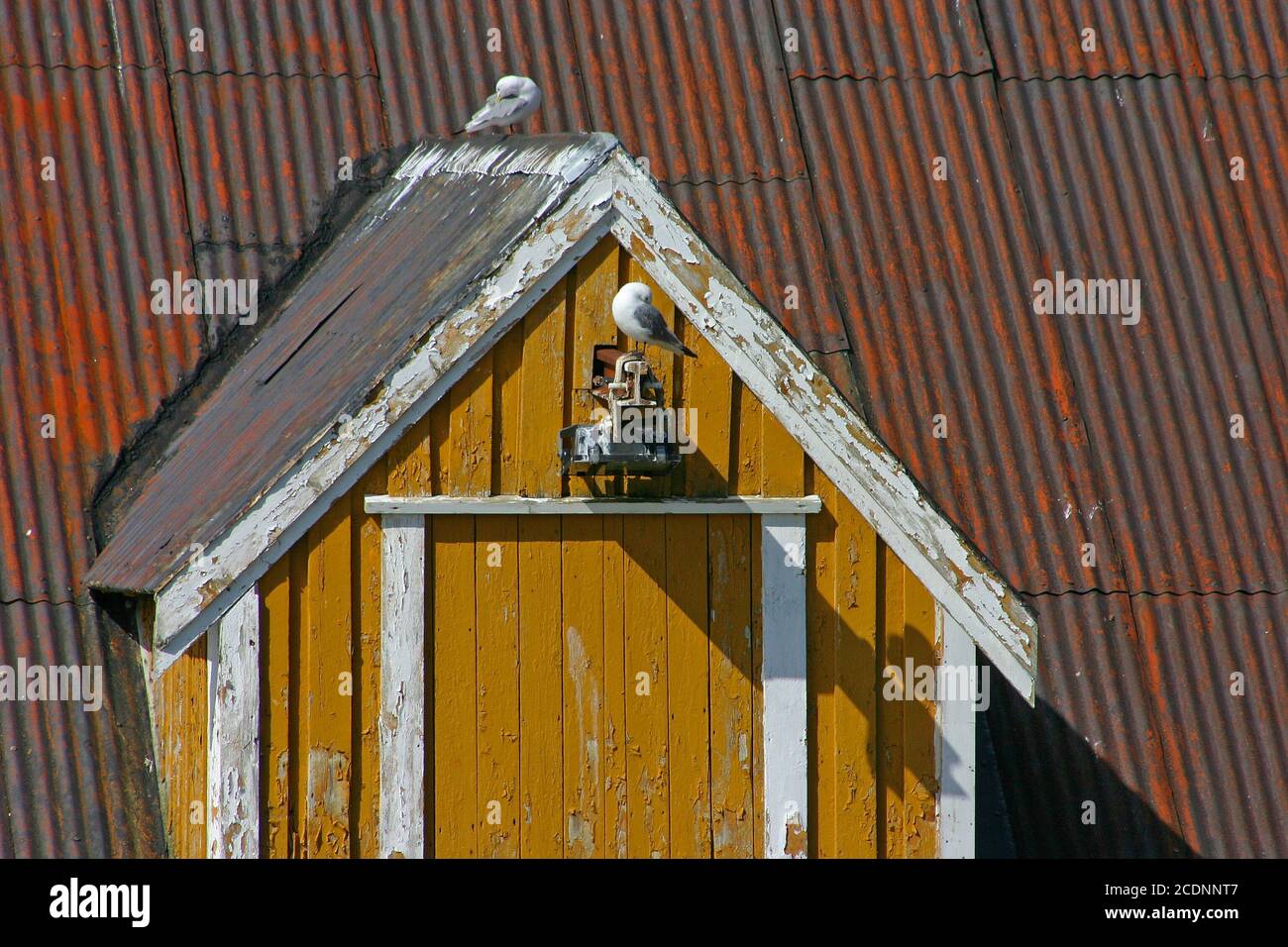 Möwen in Nusfjord Stockfoto