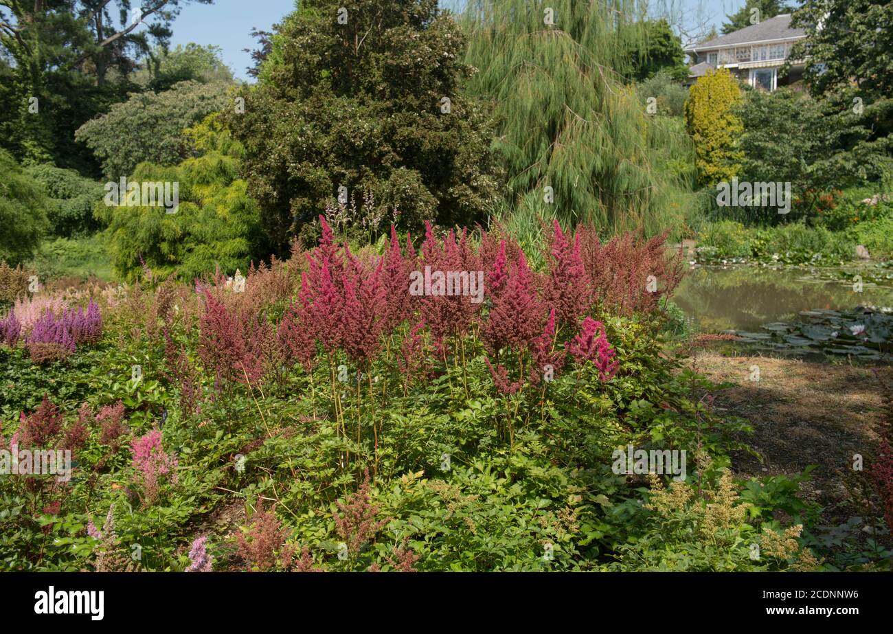 Bunte krautige Grenze des Sommers blühende helle rosa Astilbe (Falsche Spirea oder falscher Ziegenbart) An einem See in einem Country Cottage Garden Stockfoto