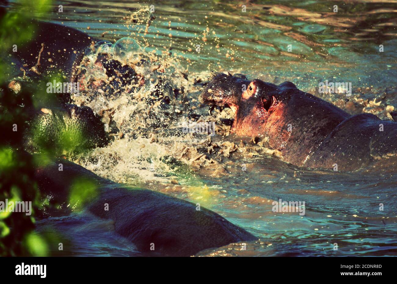 Hippo, Nilpferd kämpfen im Fluss. Serengeti, Tansania, Afrika Stockfoto