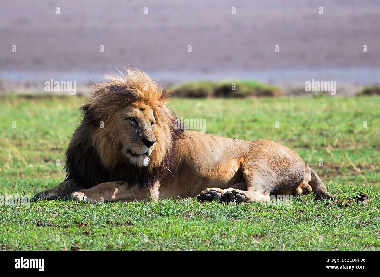 Großer Löwe auf Savanne. Safari in Serengeti, Tansania, Afrika Stockfoto