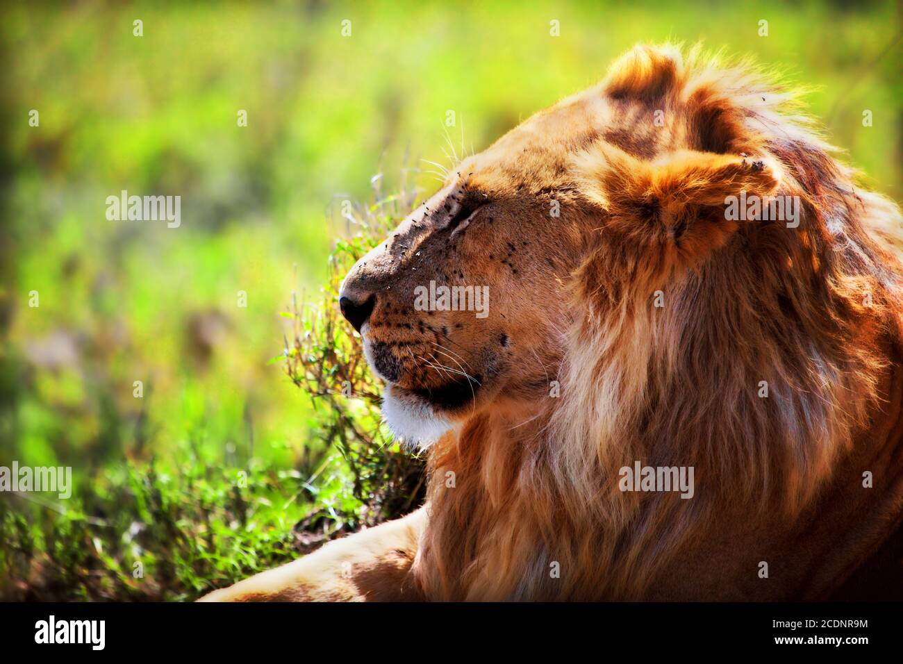 Junger erwachsener männlicher Löwe auf Savanne. Safari in Serengeti, Tansania, Afrika Stockfoto