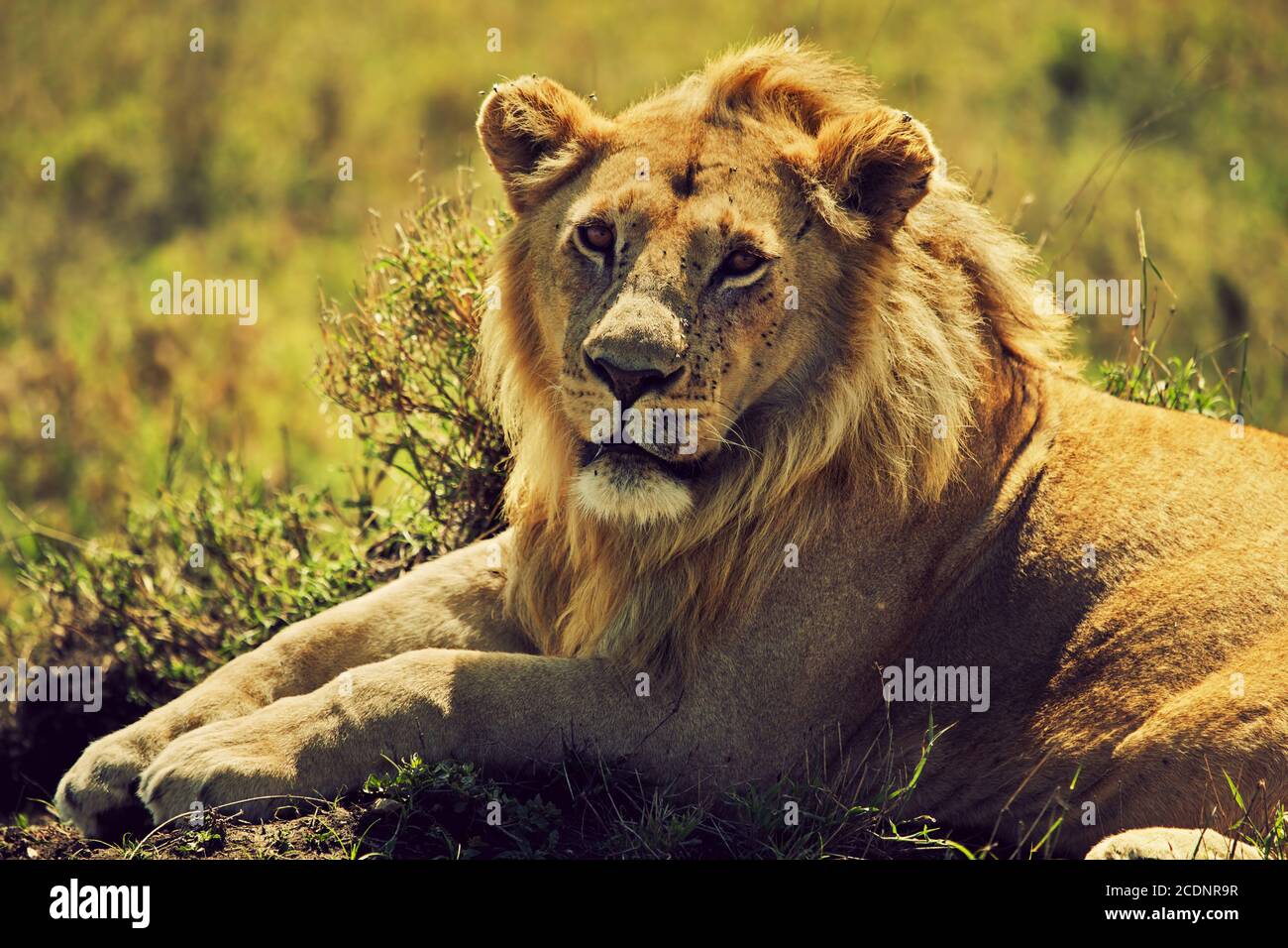 Junger erwachsener männlicher Löwe auf Savanne. Safari in Serengeti, Tansania, Afrika Stockfoto