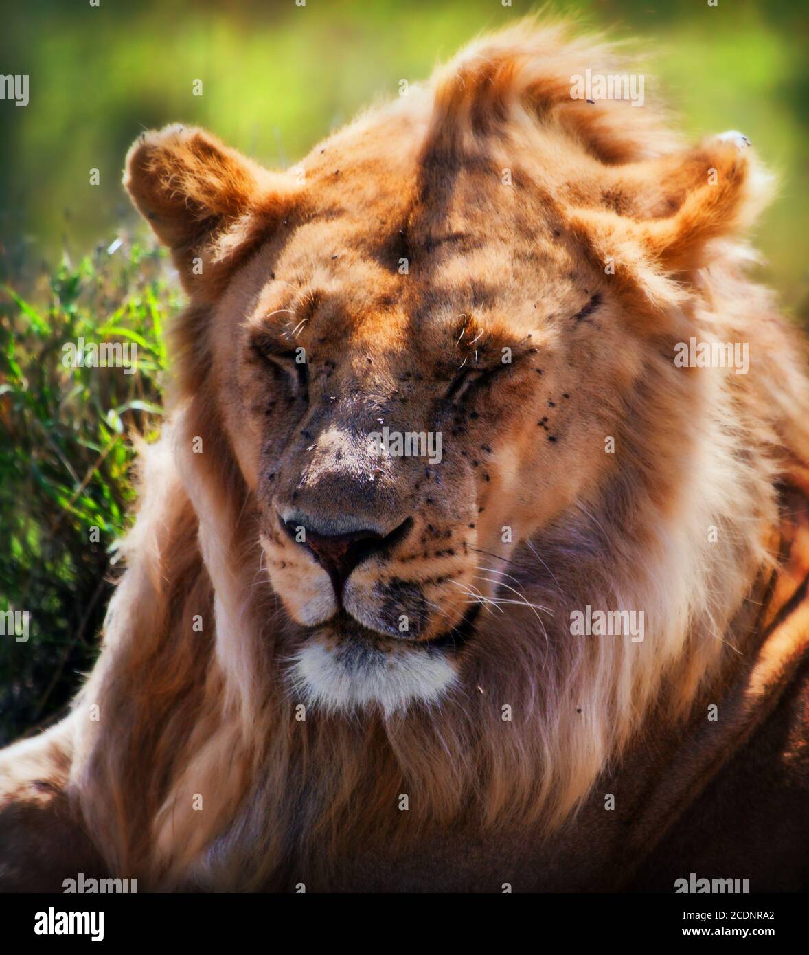 Junge Erwachsene männliche Löwe Porträt. Safari in Serengeti, Tansania, Afrika Stockfoto
