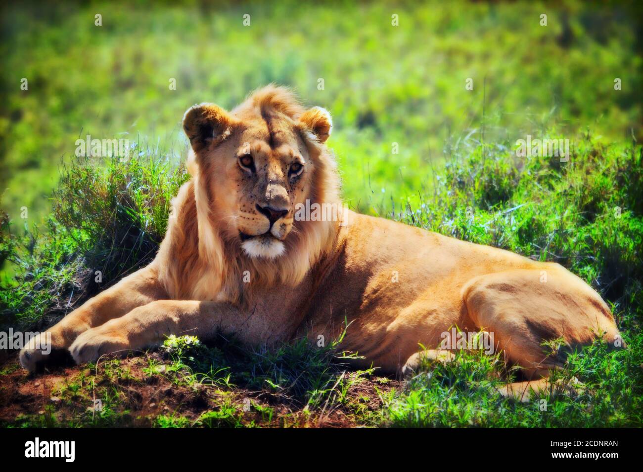 Junger erwachsener männlicher Löwe auf Savanne. Safari in Serengeti, Tansania, Afrika Stockfoto