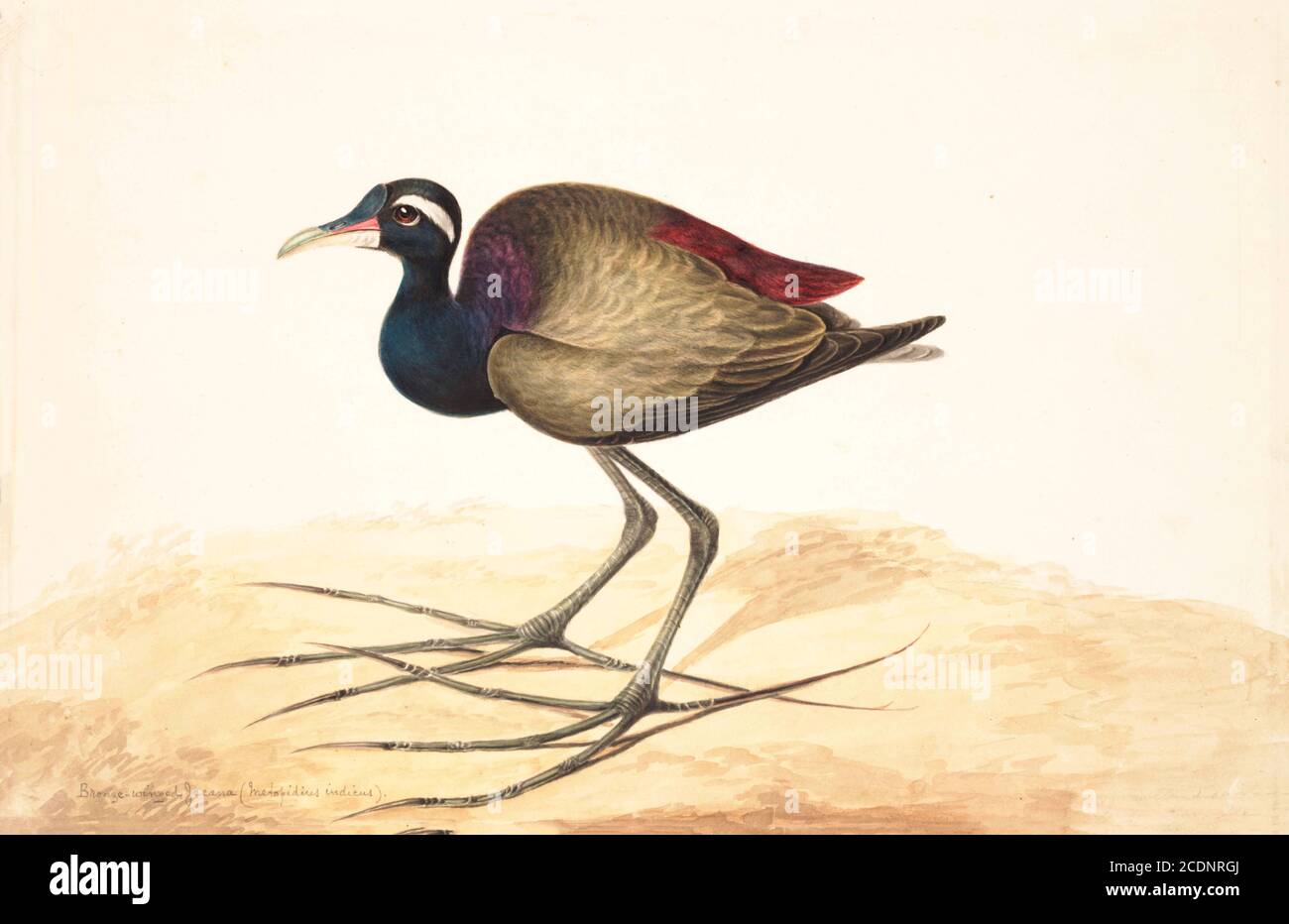 Der bronzegeflügelte Jacana (Metopidius indicus) ist ein Watvogel aus der Familie der Jacanidae. Sie kommt in Süd- und Südostasien vor und ist die einzige Art der Gattung Metopidius. Wie andere jacanas es auf Lilien und andere schwimmende aquatische Vegetation, die langen Füße breitet sich ihr Gewicht und verhindert das Sinken. Aquarellmalerei aus dem 18. Jahrhundert von Elizabeth Gwillim. Lady Elizabeth Symonds Gwillim (21. April 1763 – 21. Dezember 1807) war eine Künstlerin, die bis 1808 mit Sir Henry Gwillim, dem Puisne-Richter am Madras-Hofe, verheiratet war. Lady Gwillim malte eine Serie von etwa 200 Aquarellen von indischen Bi Stockfoto