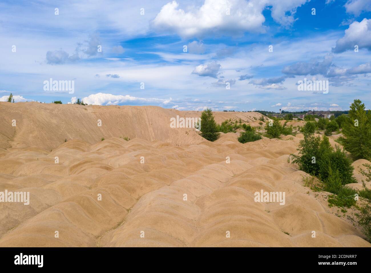 Sandige gelbe Dünen überwuchert mit Bäumen und Sträuchern an einem sonnigen Sommertag. Stockfoto