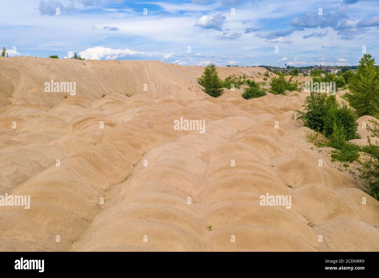 Sandige gelbe Dünen überwuchert mit Bäumen und Sträuchern an einem sonnigen Sommertag. Stockfoto