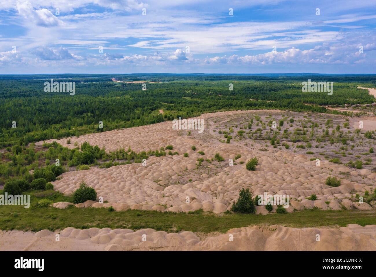 Sandige gelbe Dünen überwuchert mit Bäumen und Sträuchern an einem sonnigen Sommertag. Stockfoto