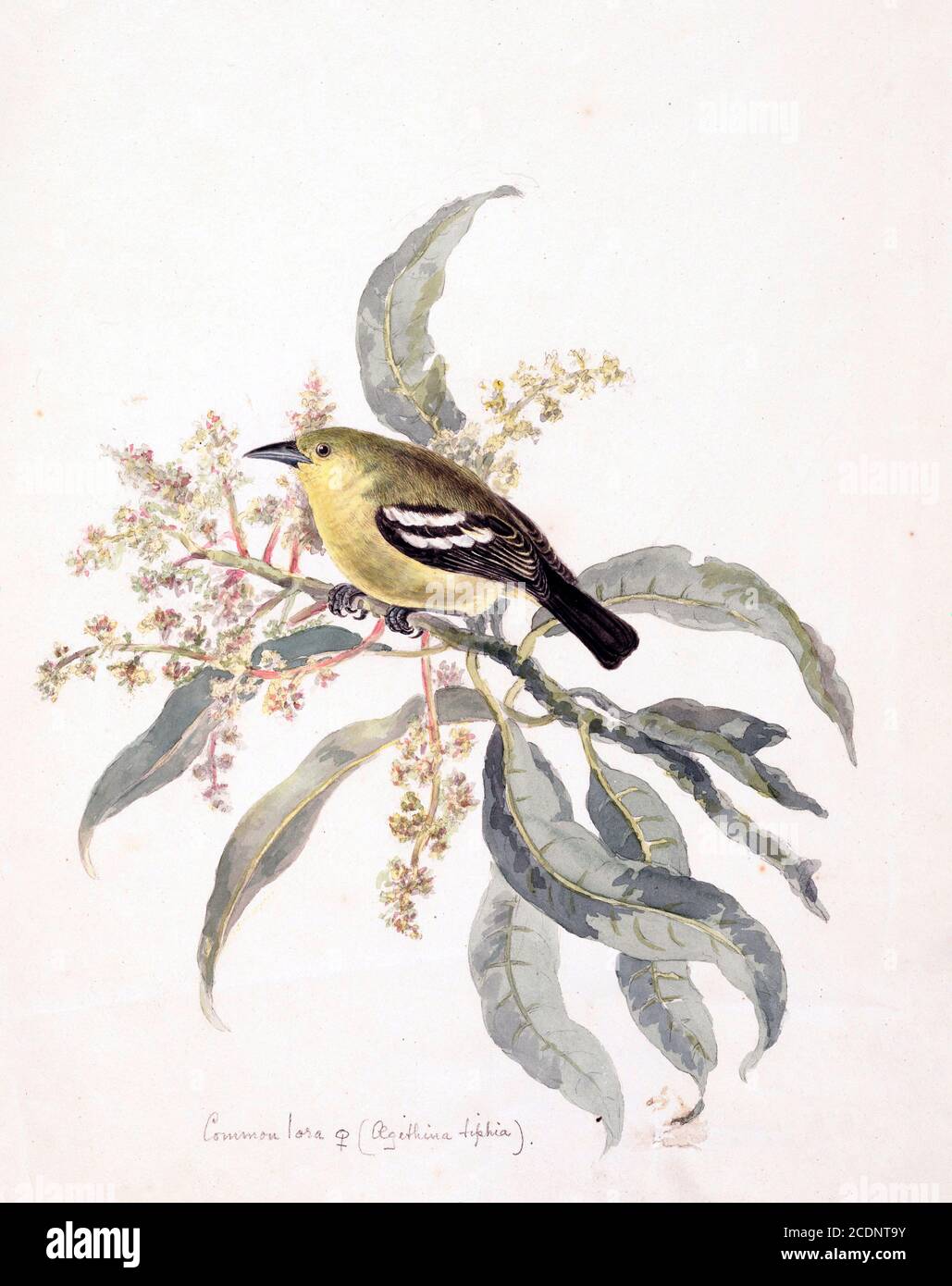 Die gewöhnliche Iora (Aegithina tiphia) ist ein kleiner Singvogel, der auf dem tropischen indischen Subkontinent und Südostasien gefunden wird, gefunden in Gestrüpp und Wald, es ist leicht an seinen lauten Pfeifen und den hellen Farben zu erkennen. Während der Brutzeit zeigen sich die Männchen, indem sie ihre Federn und Spiralen in der Luft aufflauen und wie eine grüne, schwarze, gelbe und weiße Kugel erscheinen. Aquarellmalerei aus dem 18. Jahrhundert von Elizabeth Gwillim. Lady Elizabeth Symonds Gwillim (21. April 1763 – 21. Dezember 1807) war eine Künstlerin, die bis 1808 mit Sir Henry Gwillim, dem Puisne-Richter am Madras-Hofe, verheiratet war. Lady Gwillim p Stockfoto