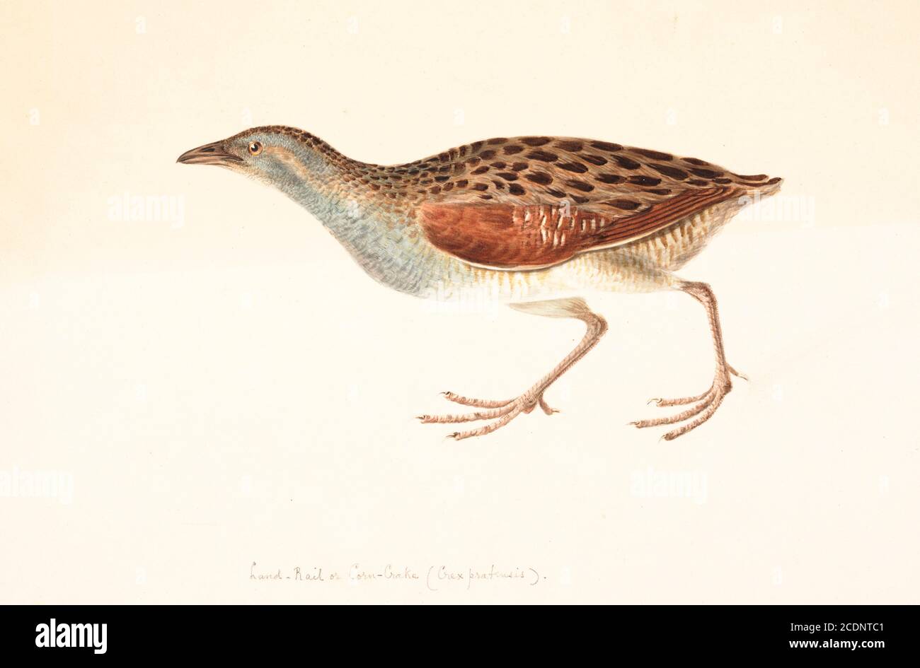 Der Maiskrebse, Maiskrebse oder Landrail (Crex crex) ist ein Vogel in der Familie der Schienen. Sie brütet in Europa und Asien so weit östlich wie Westchina und wandert nach Afrika für den Winter der nördlichen Hemisphäre. Es ist ein mittelgroßer Hecht mit Buff- oder grau gestreift bräunlich-schwarzen Oberteilen, Kastanienmarkierungen an den Flügeln und blau-grauen Unterteilen mit rostfarbenen und weißen Balken an den Flanken und unter dem Schwanz. Der starke Schnabel ist fleischfarben, die Iris ist hellbraun, und die Beine und Füße sind hellgrau. Aquarellmalerei aus dem 18. Jahrhundert von Elizabeth Gwillim. Lady Elizabeth Symonds Gwillim (21. April 1763 – 21 Stockfoto