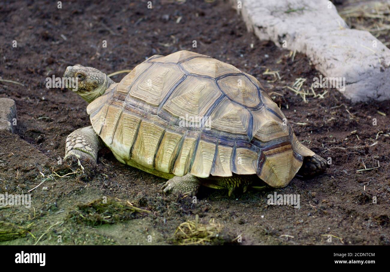 Schildkröte Schmetterling Welt Stockfoto