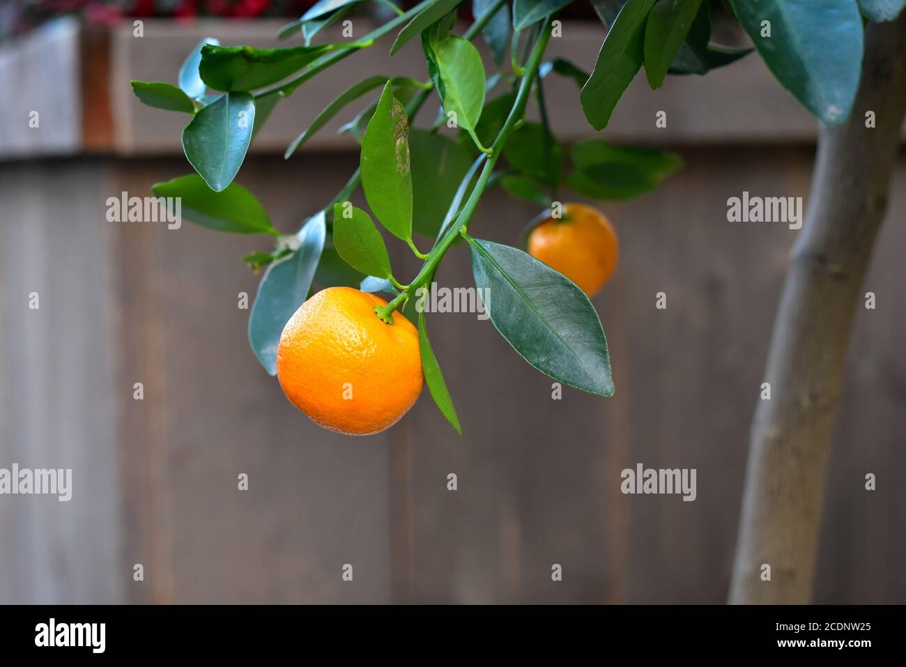 Saftiges Orange mit grünen Blättern, die am Ast eines Orangenbaums hängen. Stockfoto