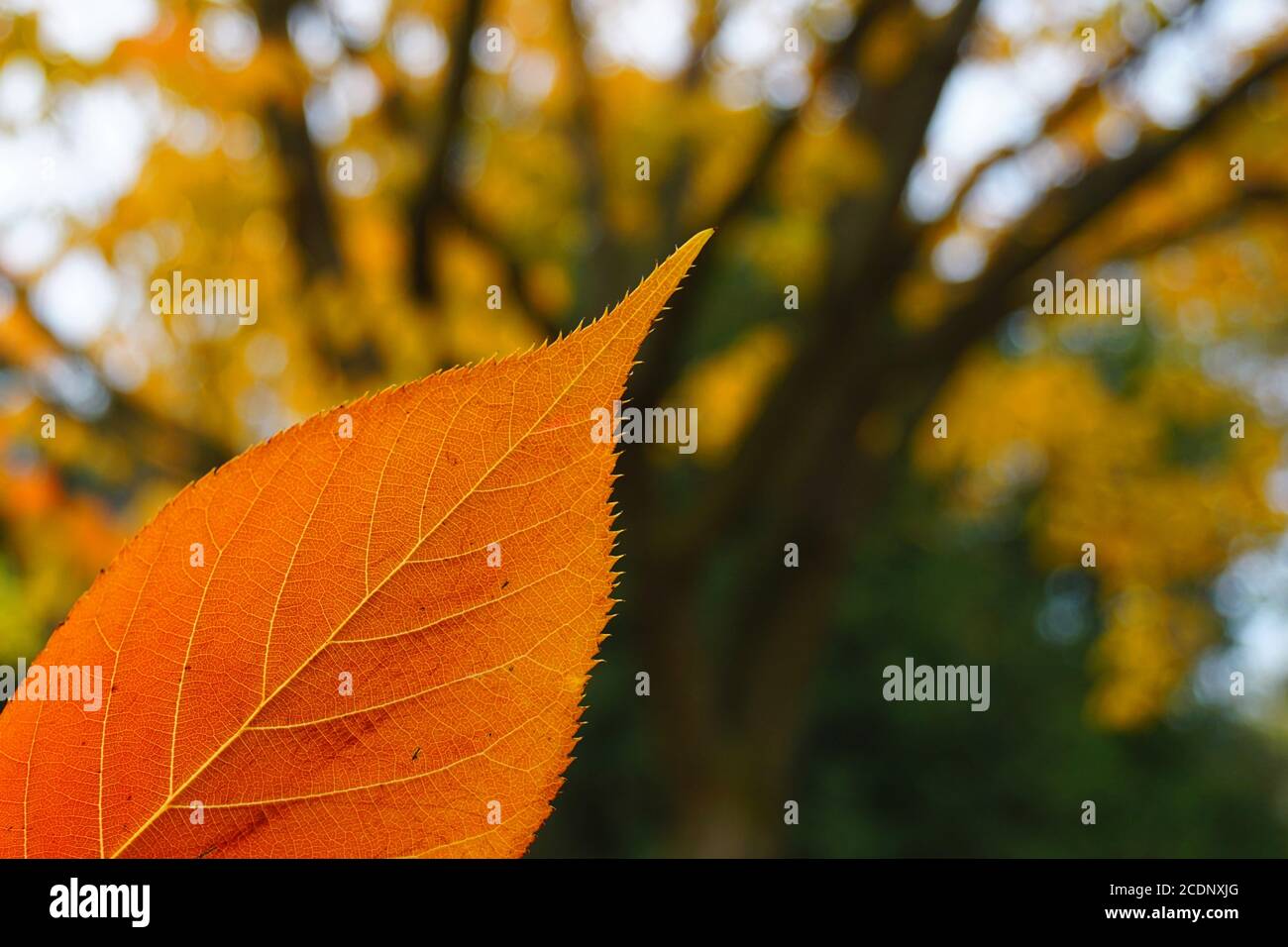 Nahaufnahme mit selektivem Fokus auf ein farbenprächtiges orangefarbenes Herbstblatt. Baum mit gelben Blättern im verschwommenen Hintergrund. Stockfoto