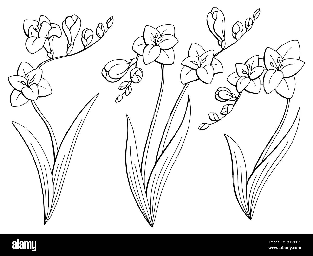 Freesia Blume Grafik schwarz weiß isoliert Skizze Illustration Set Vektor Stock Vektor