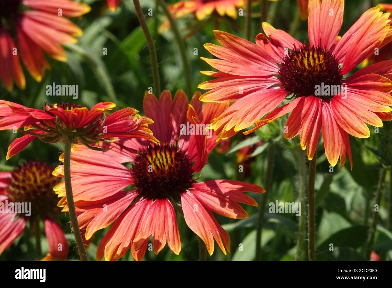 August Gartenblumen Rote Decke Blume Gaillardia aristata Goblin Stockfoto