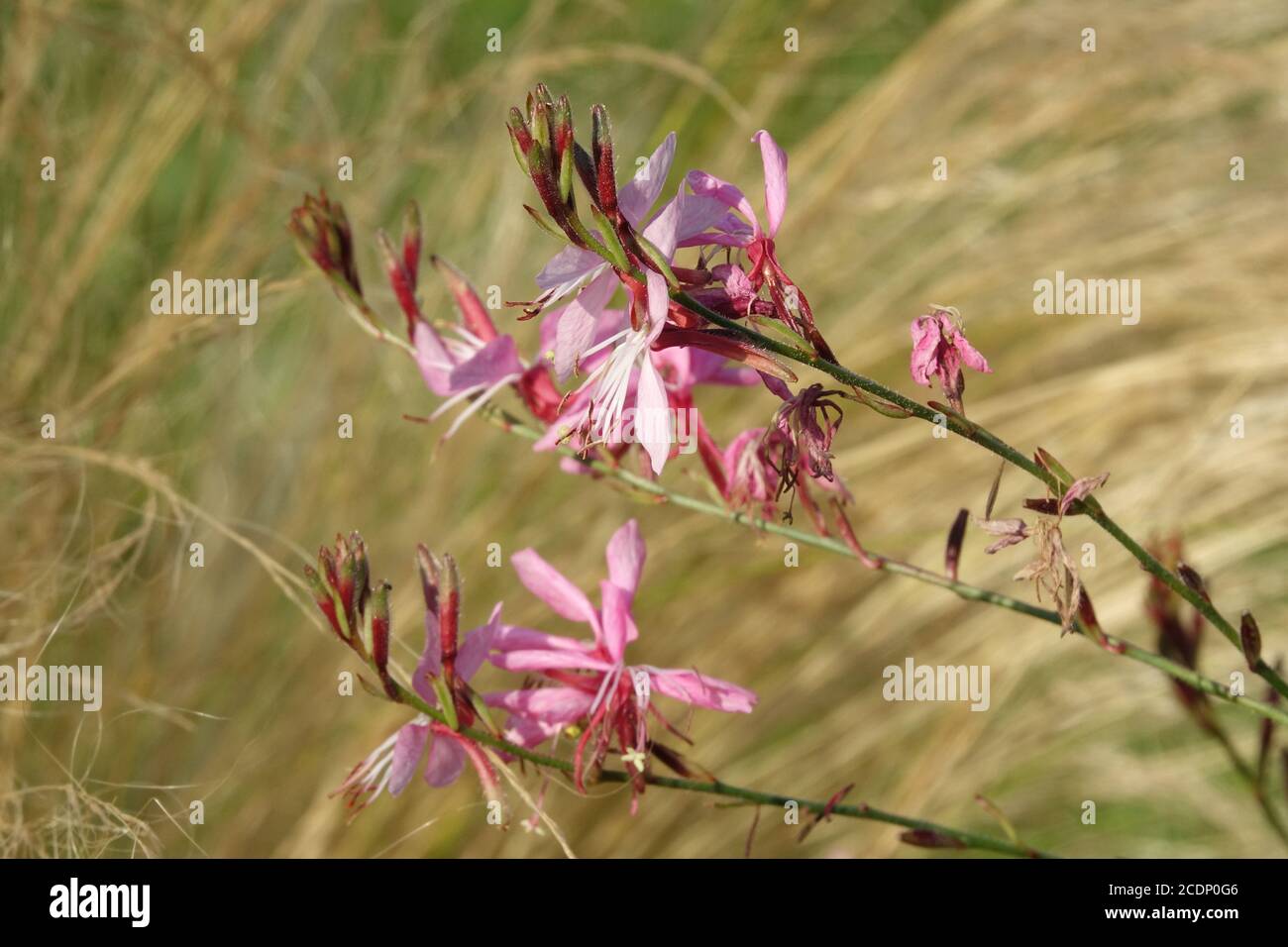August Gartenblumen rosa gaura blühenden, Hintergrund Ziergras Stipa Stockfoto