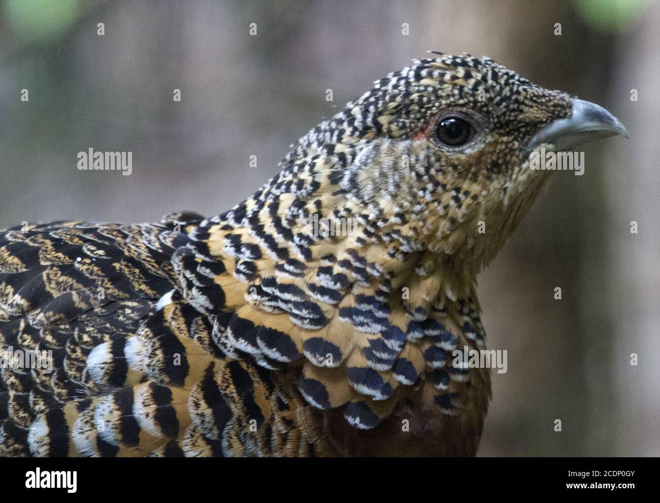 Auerhühner Stockfoto