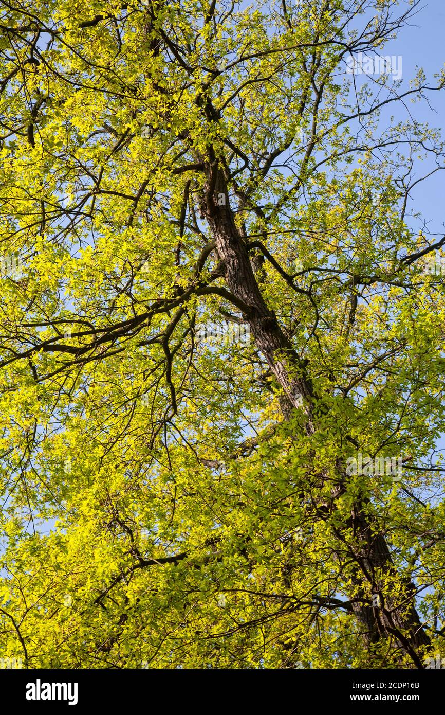 Eiche im Frühlingslaub Stockfoto