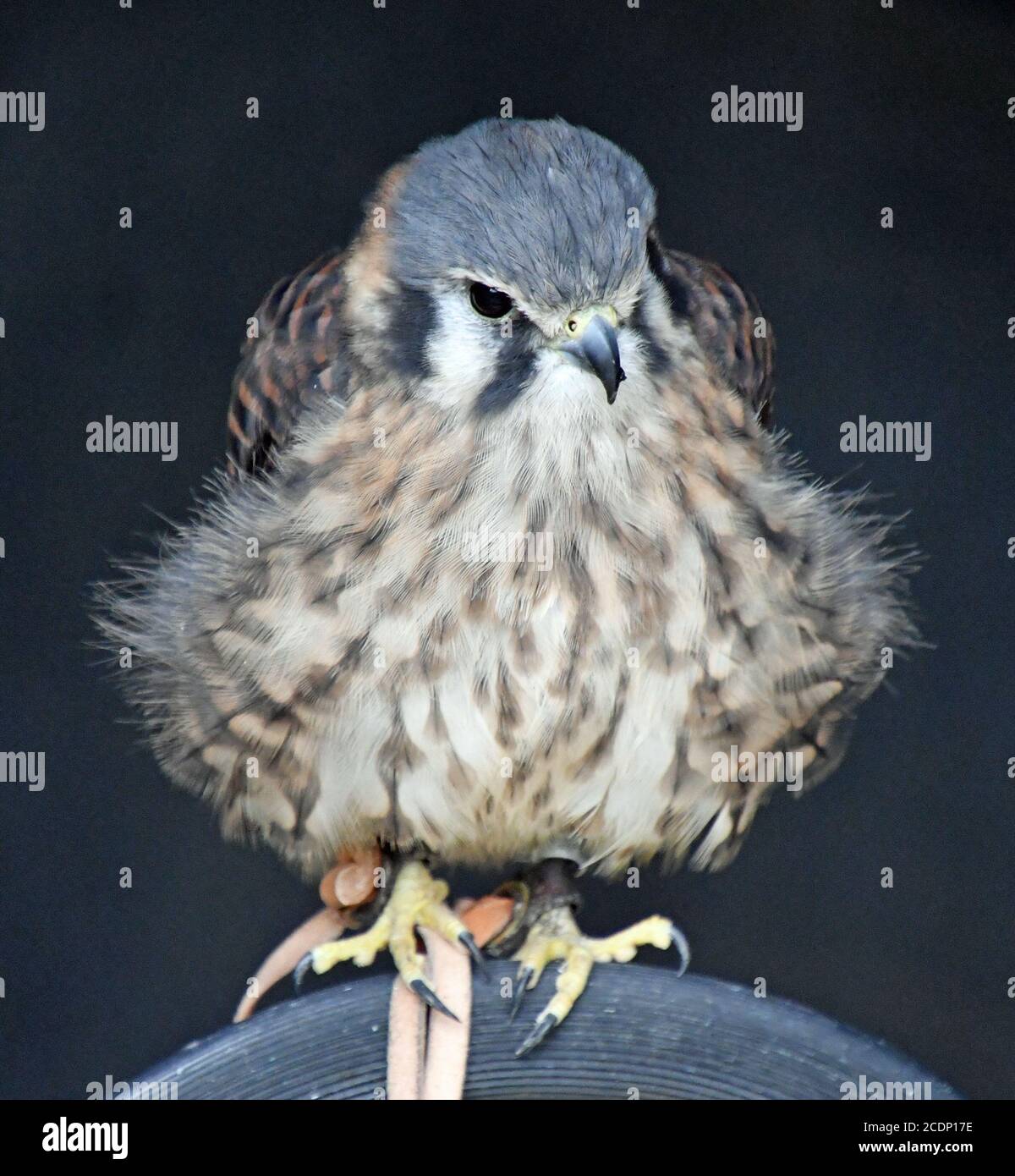 Ein Turmfalke im Suffolk Owl Sanctuary, Stonham Aspal, Suffolk, Großbritannien Stockfoto