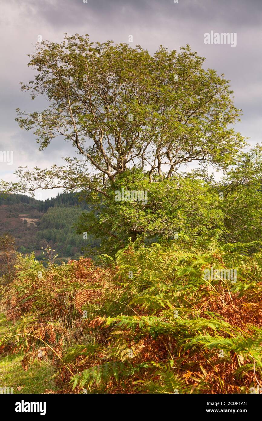 Baum und Bracken in Llyn Crafnant, Snowdonia, Nordwales Stockfoto