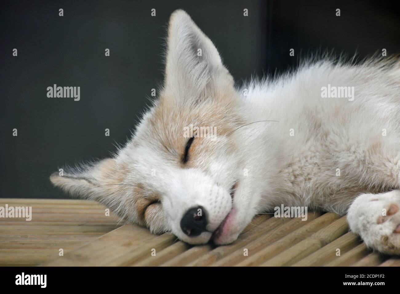 Ein Fuchs im Suffolk Owl Sanctuary, Stonham Aspal, Suffolk, Großbritannien Stockfoto