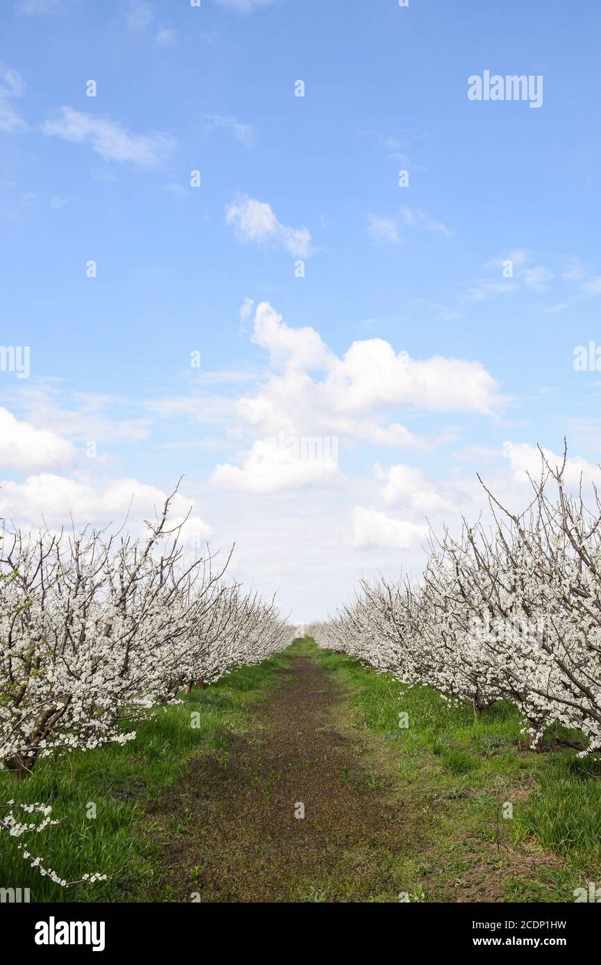 Pflaume Garten blühen Stockfoto