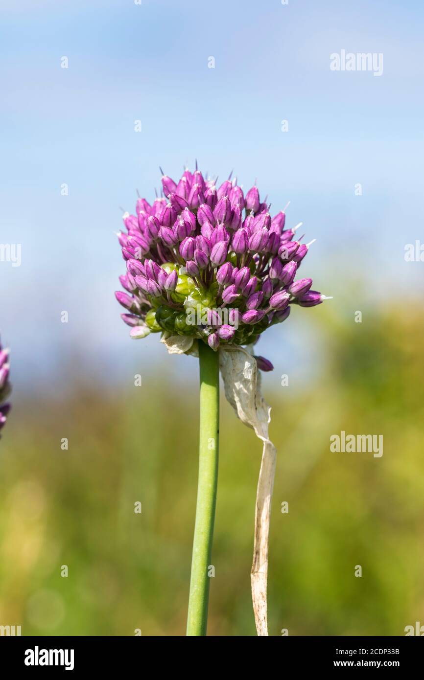 Allium ampeloprasum babingtonii oder Babingtons Leek wächst an der Küste von Nordwales bei Abergele. Nicht zu verwechseln mit wilden Zwiebeln. Stockfoto