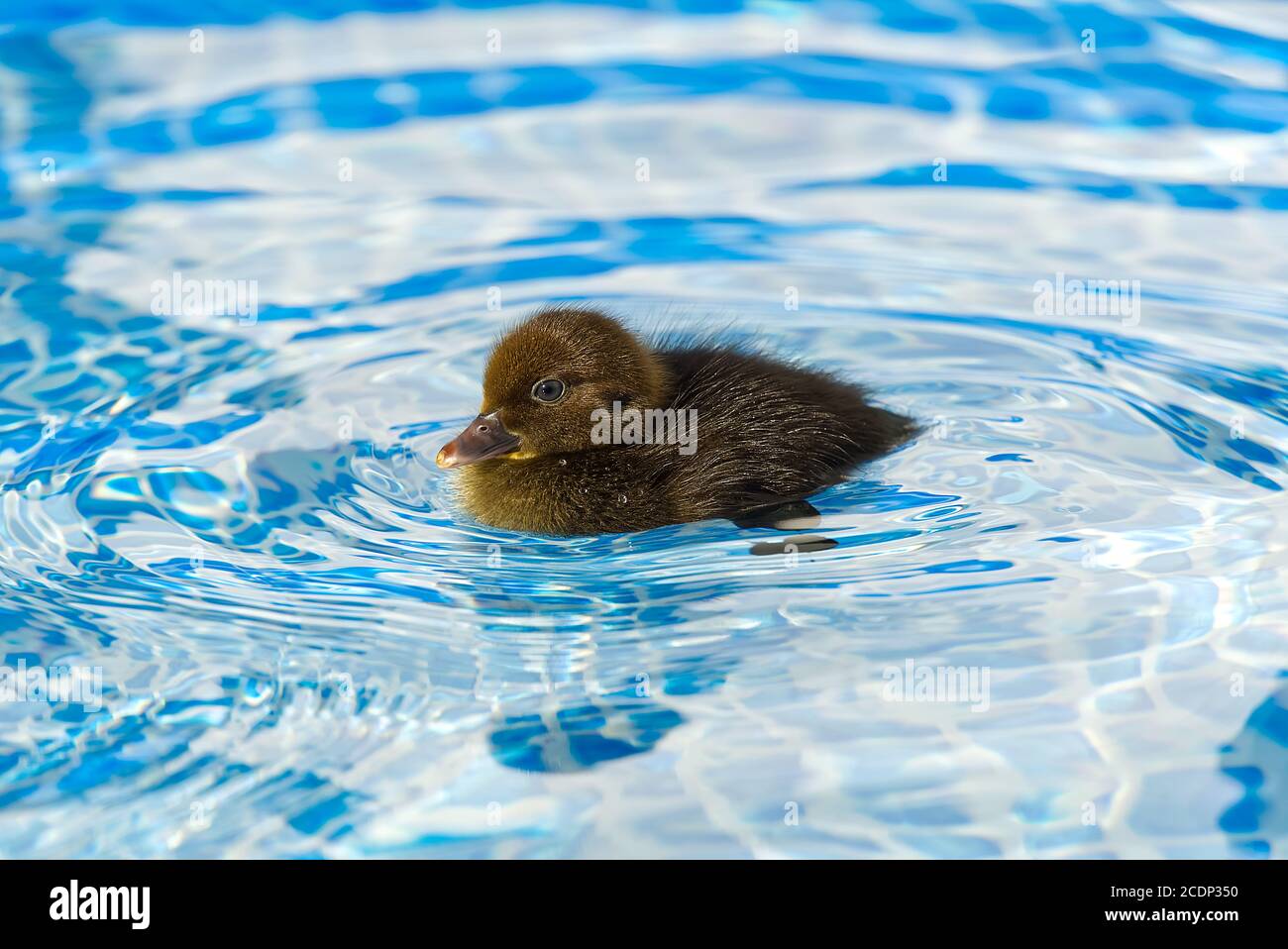 Braun kleine niedliche Ente im Schwimmbad. Schwarze Entlein Schwimmen in kristallklarem blauem Wasser sonnigen Sommertag. Stockfoto