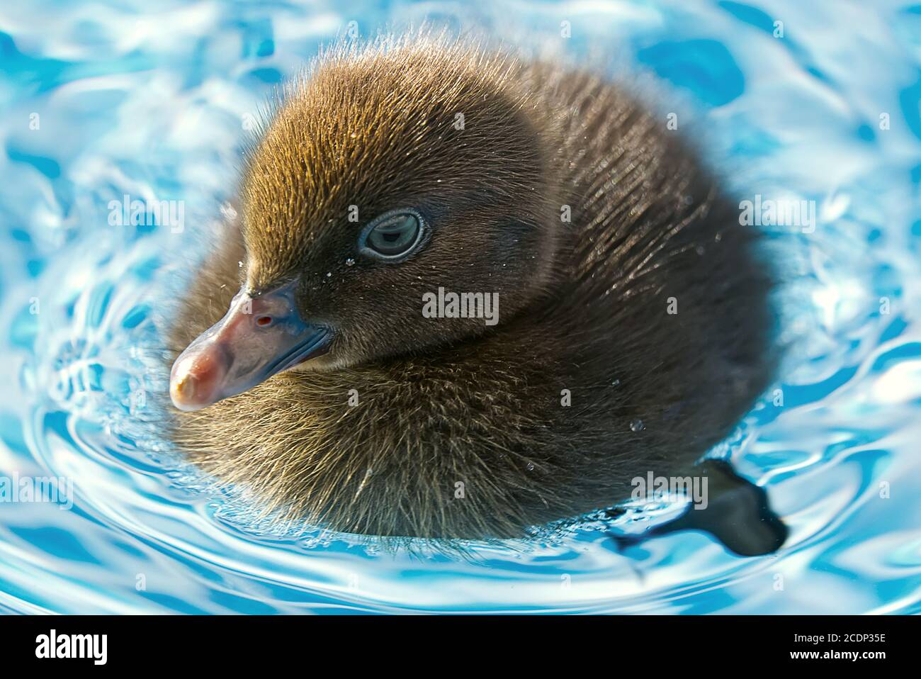 Braun kleine niedliche Ente im Schwimmbad. Schwarze Entlein Schwimmen in kristallklarem blauem Wasser sonnigen Sommertag. Stockfoto