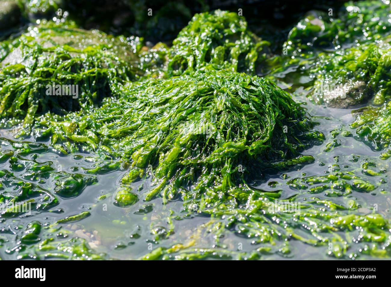 Enteromorpha intestinalis oder Grass Kelp essbare Algen Stockfoto