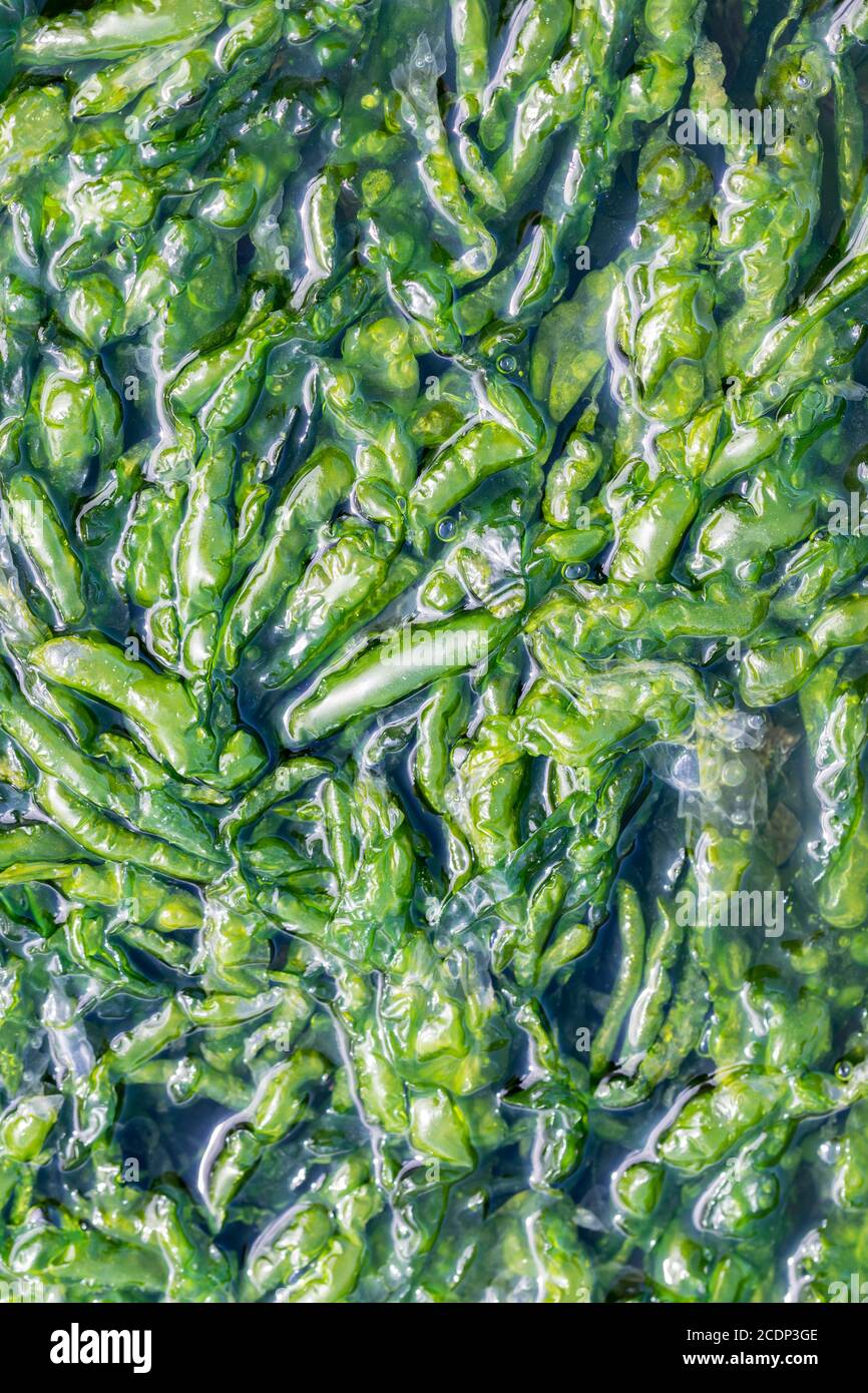 Enteromorpha intestinalis oder Grass Kelp essbare Algen Stockfoto