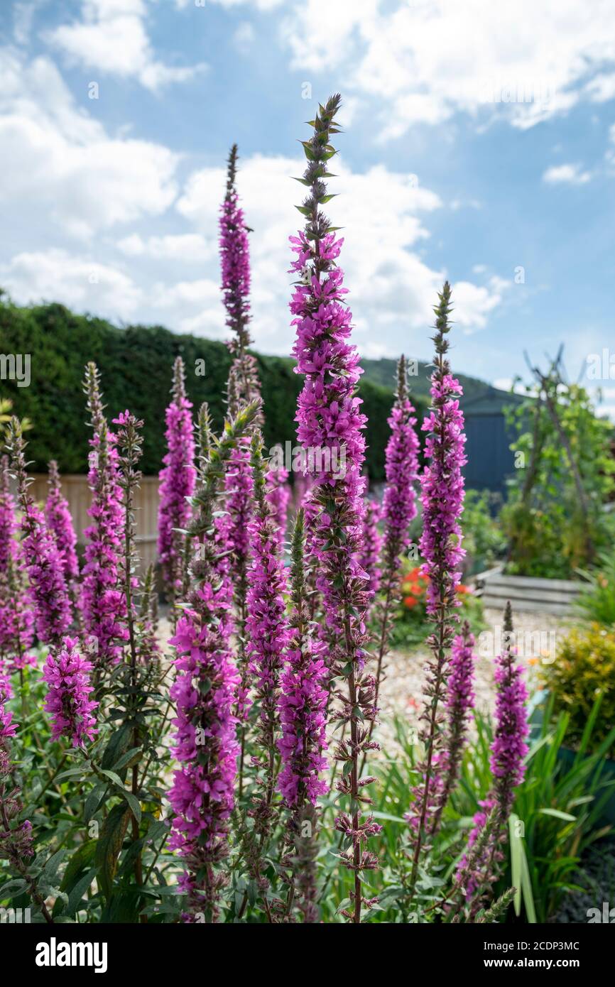 Blutweiderich Lythrum salicaria Stockfoto